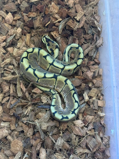 OD Spider DH Sunset Pied Ball Python by Xtreme Pythons