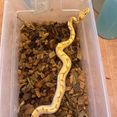 Xtreme Pythons - MorphMarket