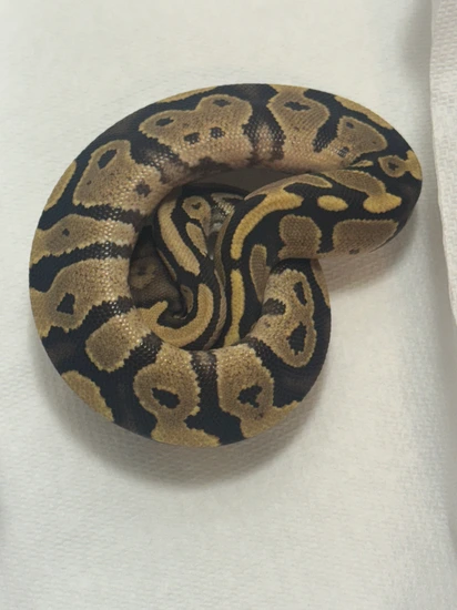 Fierce Yellow Python Fire Yellow Belly Ball Python by Xtreme Pythons