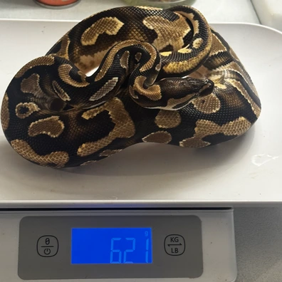 Xtreme Pythons - MorphMarket