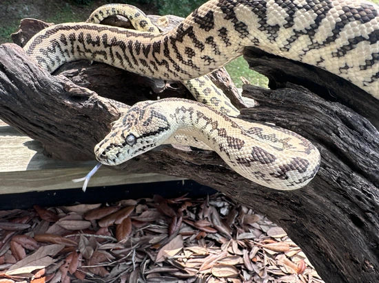 Axanthic Zebra Jungle Carpet Python by Xtreme Exotics