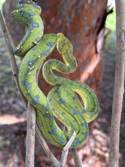 Sorong Green Tree Python by Xtreme Exotics