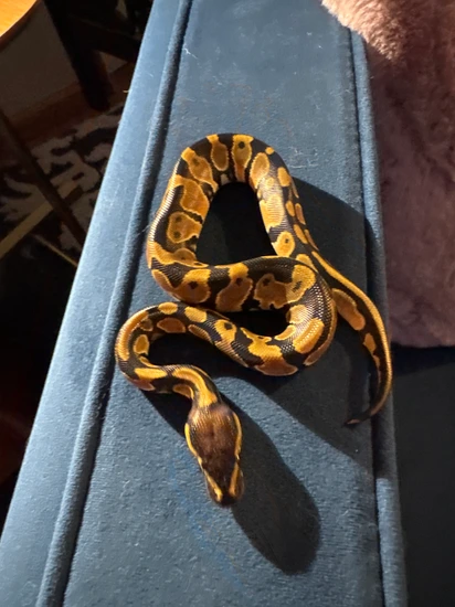 Cypress N. R. Mandarin Het Hypo Ball Python by Donny Schott Ballz