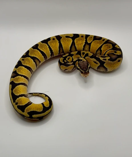 Pastel Vanilla DH Desert Ghost Sunset Ball Python by Yeehaw Balls