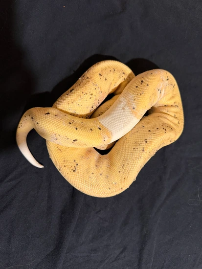 Banana Mahogany Pied Ball Python by Yellow Boy Exotics
