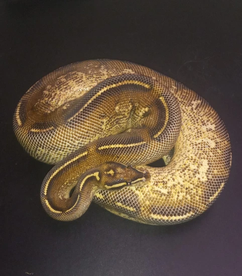 Freeway 50% Het Clown #2 Ball Python by Angel's Pythons