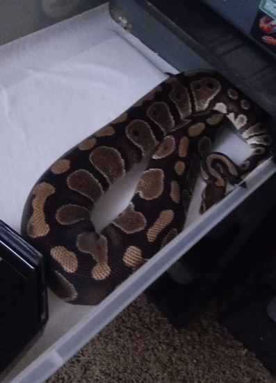 Raven Ball Python by Angel's Pythons