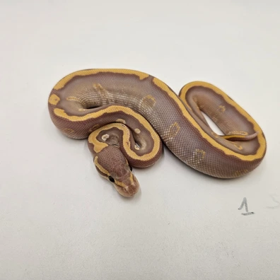 Ghi Mojave Ultramel