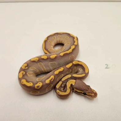 Ghi Mojave Ultramel