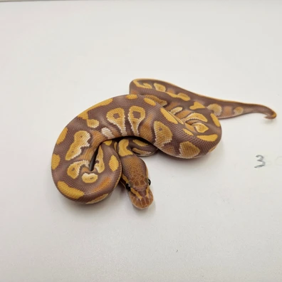 Mojave Ultramel