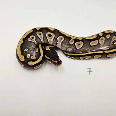 Fire Mojave Het Clown