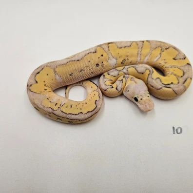 Clown Super Pastel Mojave (Fire)