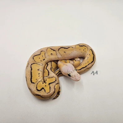 Clown Super Pastel Fire (Stranger)