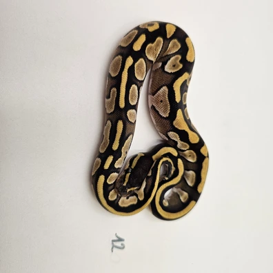 Phantom Het Piebald