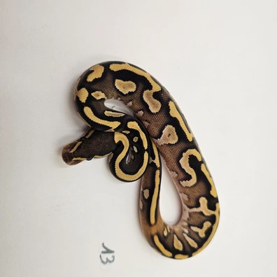 Phantom Yellow Belly Het Piebald