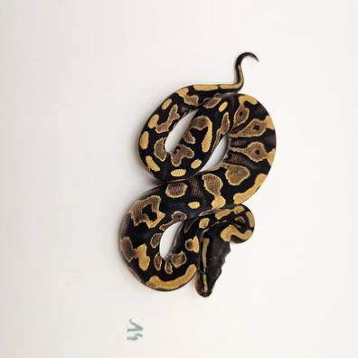 Yellowbelly Het Piebald