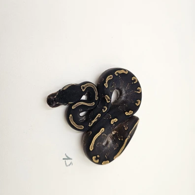 Ghi Black Head Yellow Belly Phantom Het Piebald