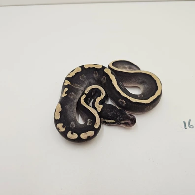 Ghi Yellow Belly Phantom Het Piebald