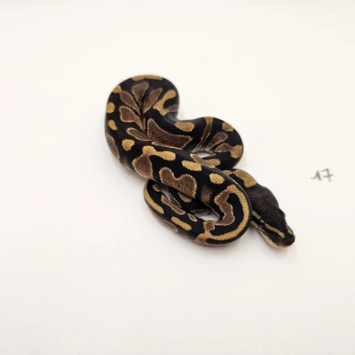 Black Head Het Piebald