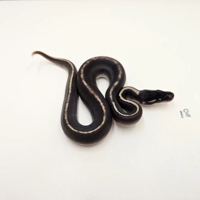 Ghi Black Head Phantom Yellow Belly Het Piebald