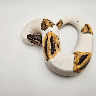 Fire Yellowbelly Piebald Het Ultramel