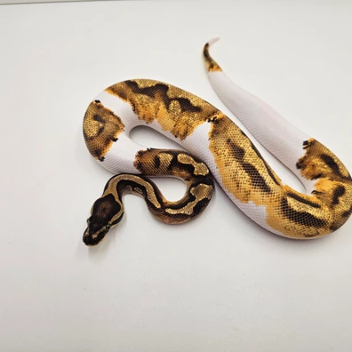 Orange Dream Piebald