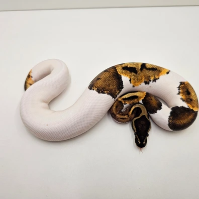 Orange Dream Paradox Piebald