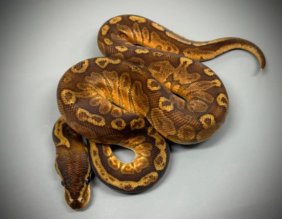 Sunset, Het Clown **Low Reserve** Ball Python by Nexus Morphs