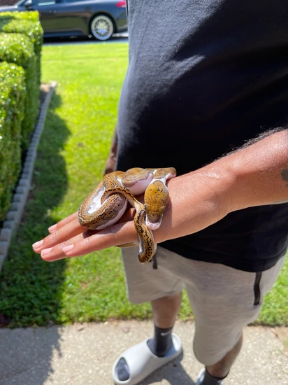 Pied Het Purple Reticulated Python by Reptile Affairs