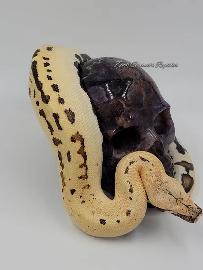 007 Blood Python by Zack Green's Reptiles