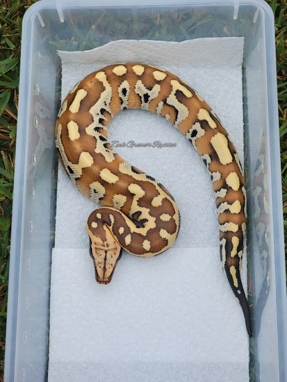 Redhead Het T+ Albino (I Am Spicy) Blood Python by Zack Green's Reptiles