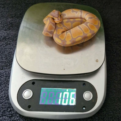 Banana Mahogany 100% Het Clown Ball Python - female for sale from Zedges ball pythons