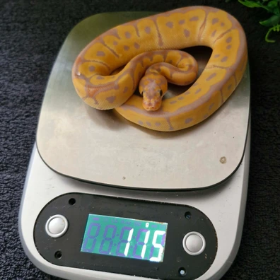 Banana Mahogany Clown Ball Python - female for sale from Zedges ball pythons