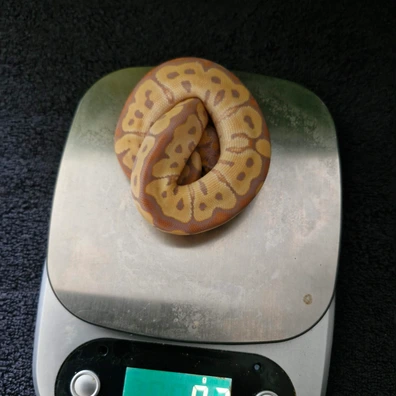 Banana Mahogany Clown Ball Python - female for sale from Zedges ball pythons