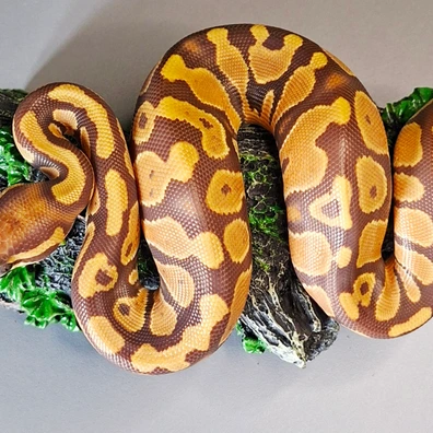 Ultramel Het Pied Ball Python - female for sale from Zedges ball pythons