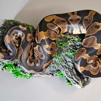 Normal Double Het Ultramel Pied Ball Python - male for sale from Zedges ball pythons