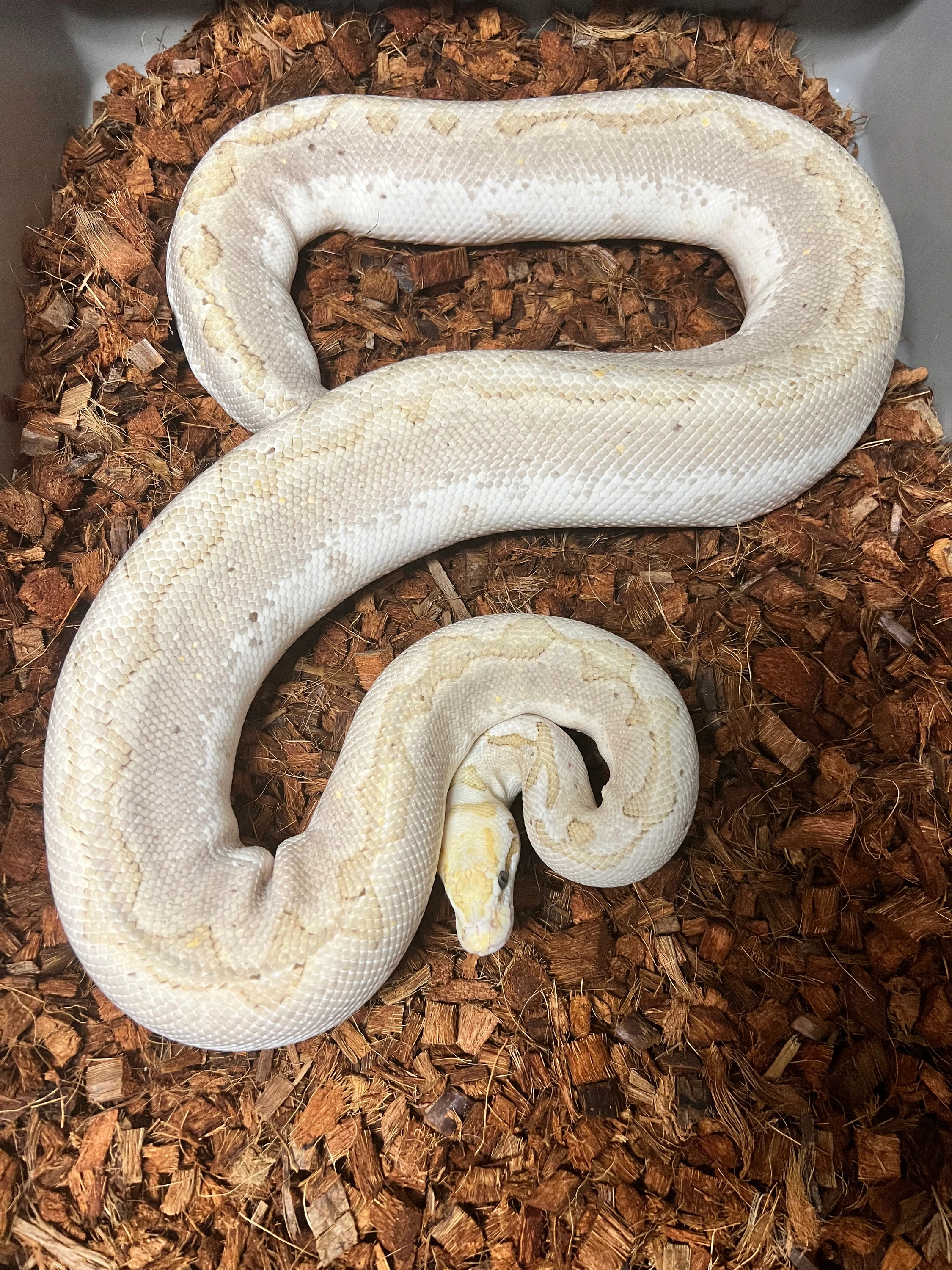 Pastel Bamboo Woma Het Clown Ball Pythons by ZDC Reptiles