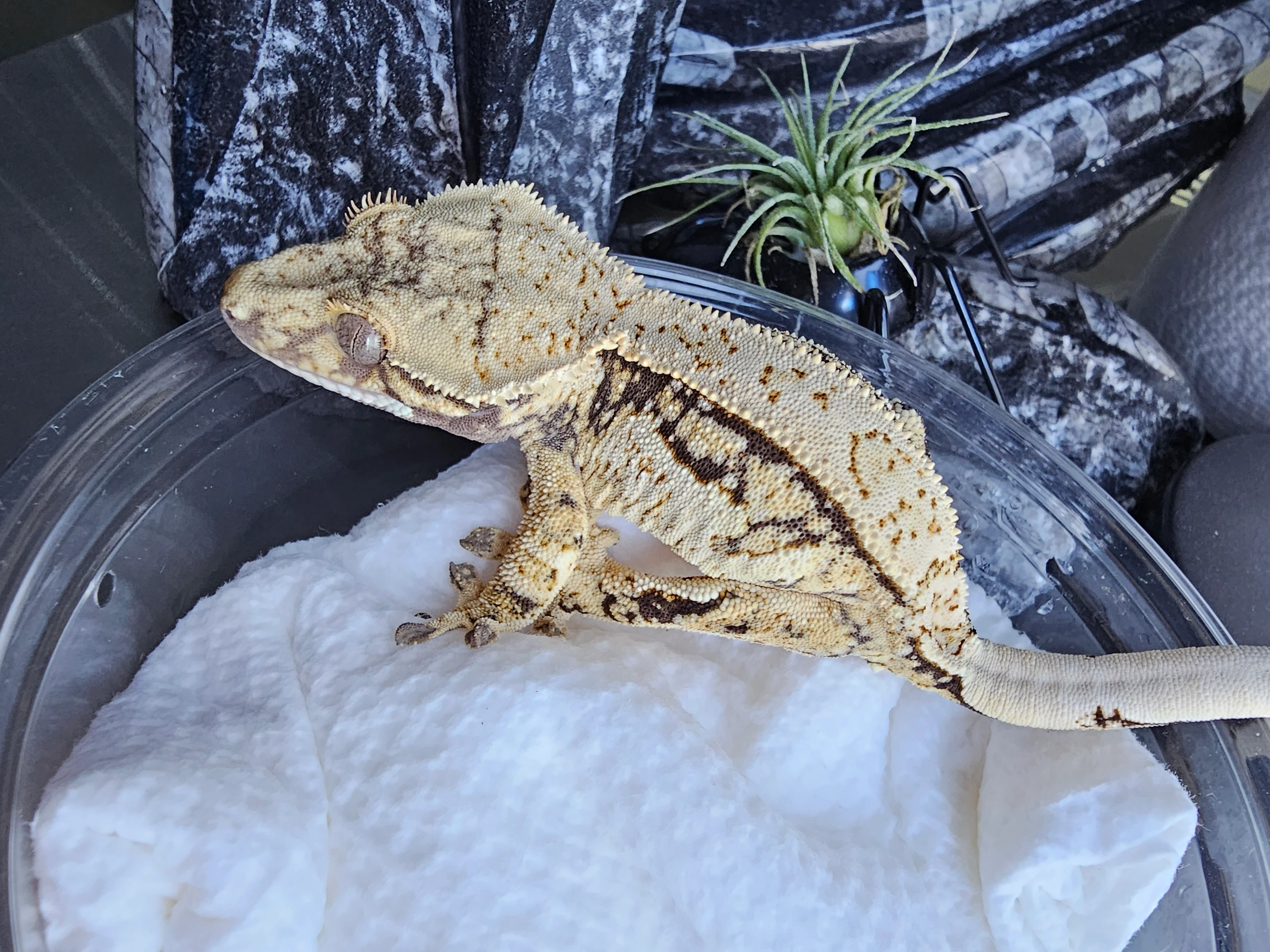 Pwykka X Zogg - Holdback Tricolor Female Crested Geckos by ZenGex