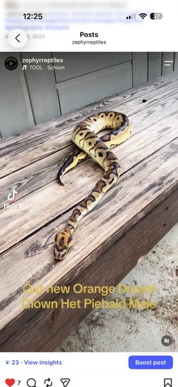 Orange Dream Clown Het Piebald Ball Python by Zephyr Reptiles