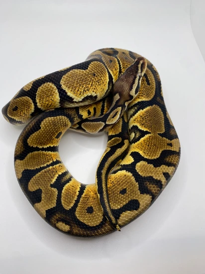 Pastel (Probable Gravel) Ball Python by Skip's Scales