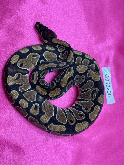 Normal Ball Python by Zippy's Ball Pythons