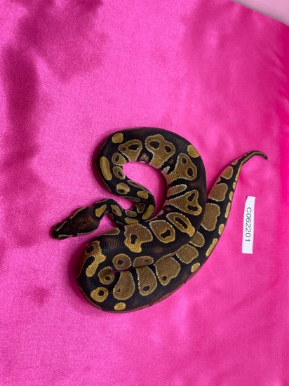 Normal Ball Python by Zippy's Ball Pythons