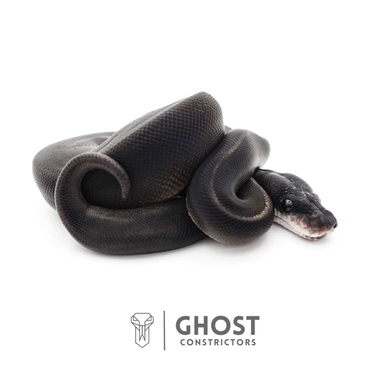 Obsidian / Abyss / The Darkness - Black Ball Python by Ghost Constrictors