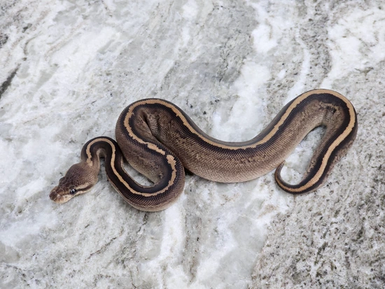 Stranger, Fire, Black Pastel, 100% Het Pied, Pos Het Monsoon Ball ...