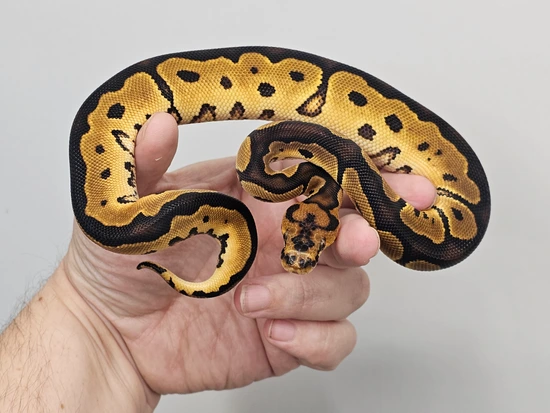 Clown, Het Pied Ball Python by Parpart's Pristine Pythons & More