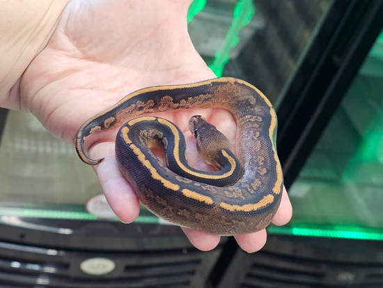 Stranger, Black Pastel, Calico, Pos OD, Het Pied Ball Python by Parpart ...